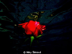 Red rose in swimming poll by Niky Šímová 